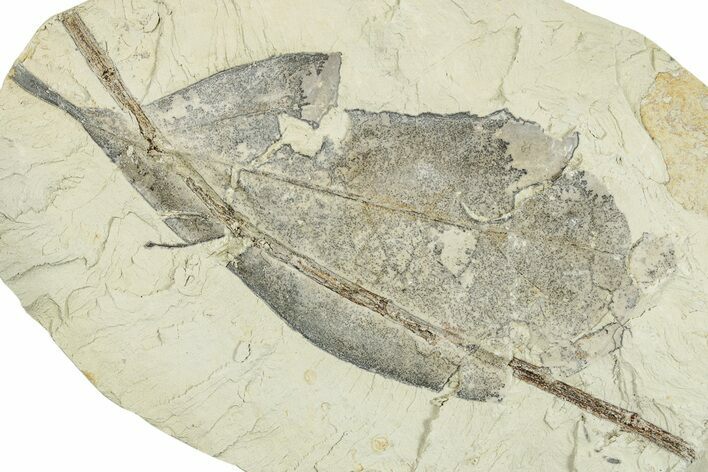 Miocene Fossil Leaf (Cinnamomum) - Augsburg, Germany #254185